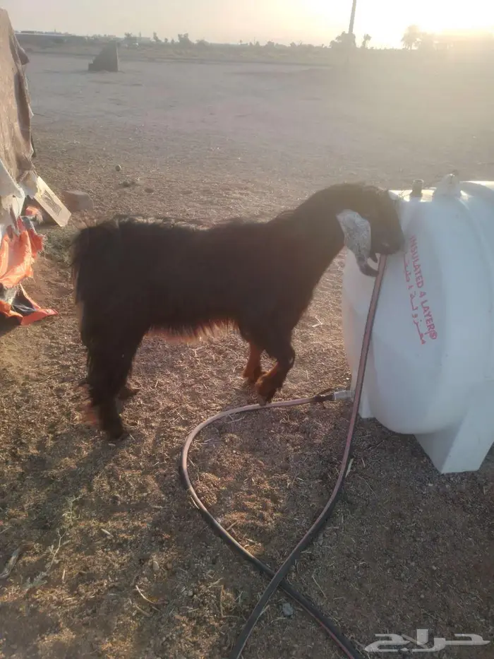 حائل النحيتية 4