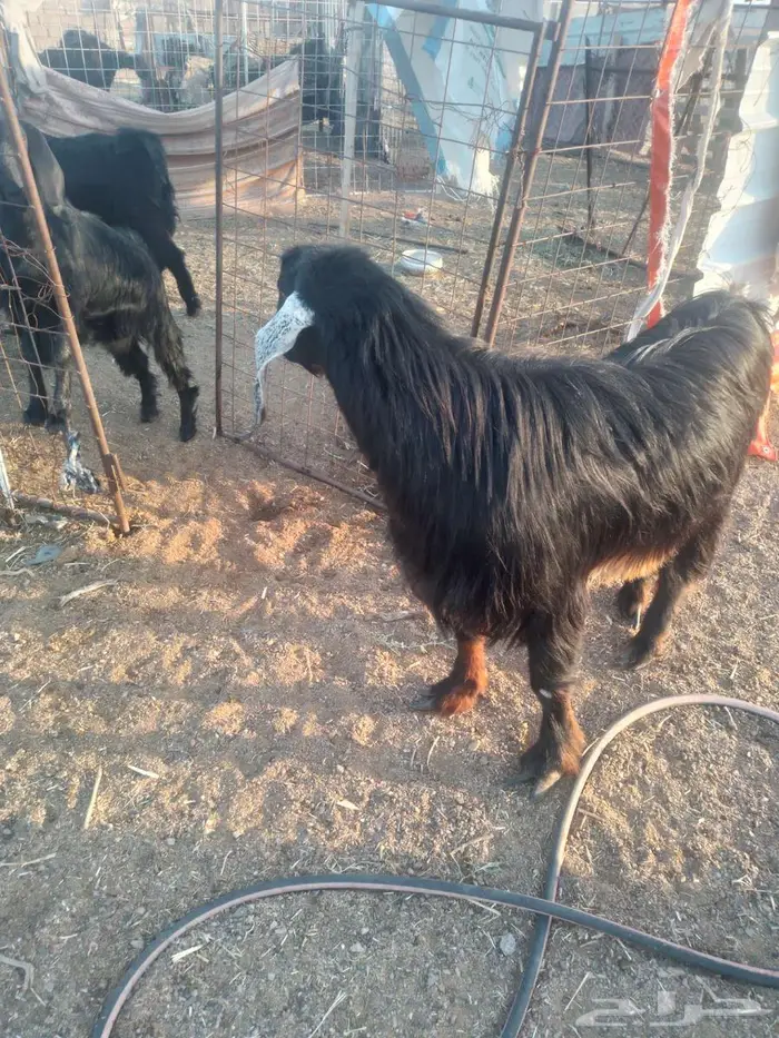 حائل النحيتية 3