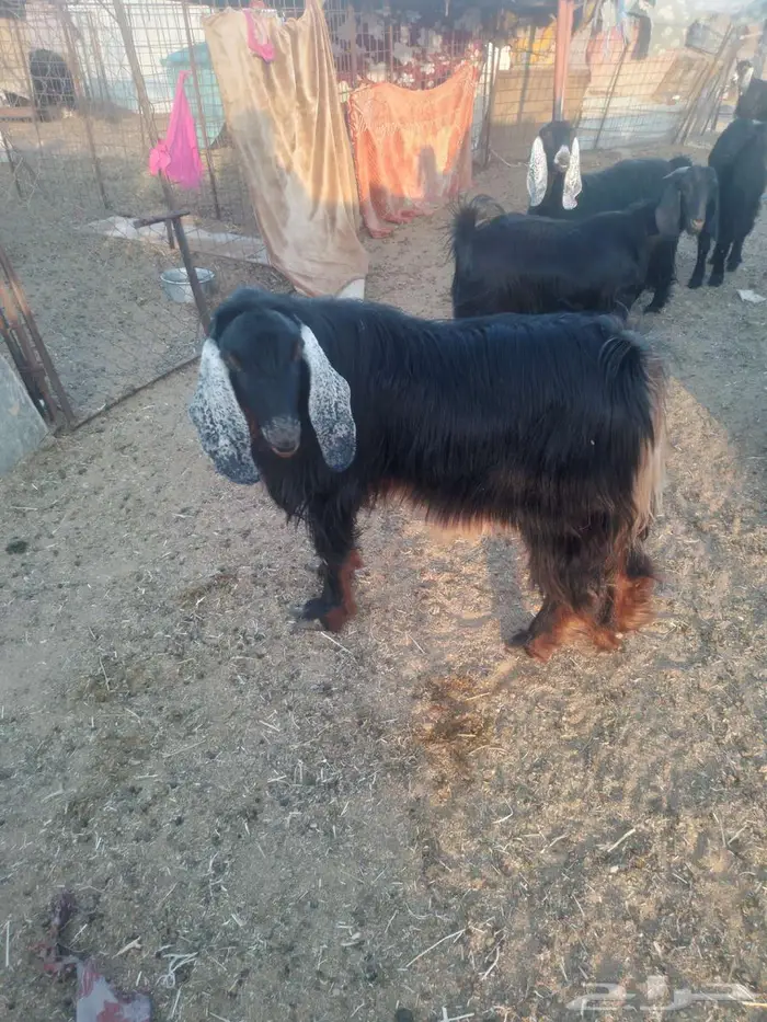 حائل النحيتية 2