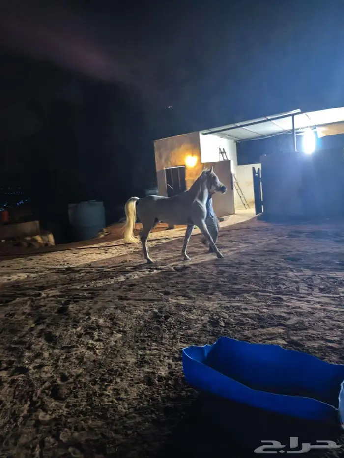 اجار غرف ايواء خيل بالغولاء 2