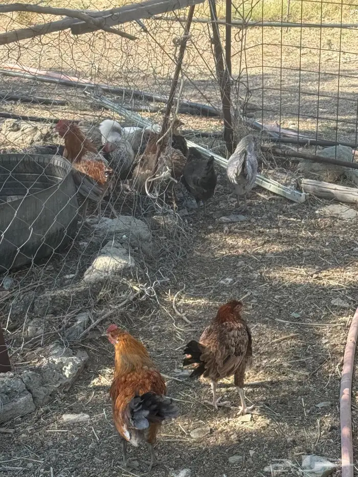 دجاج للبيع 0