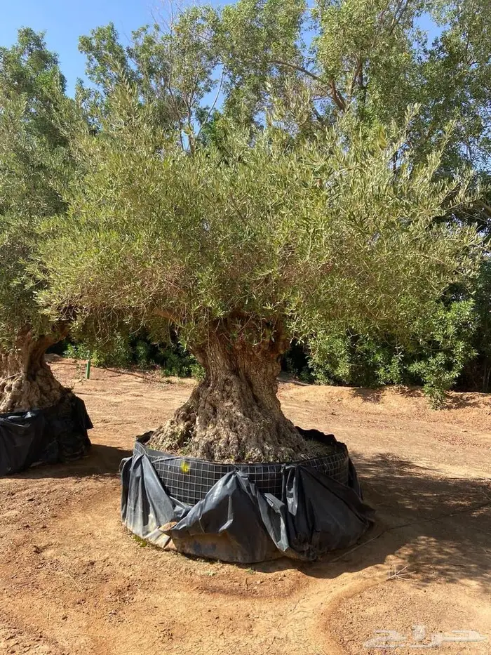 شجر زيتون معمر بأحجام ضخمة 1