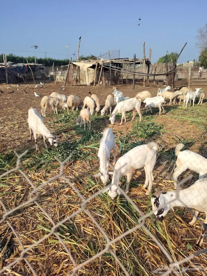 2 تيوس بلدي 0