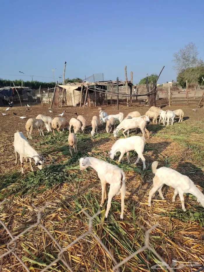 2 تيوس بلدي 2