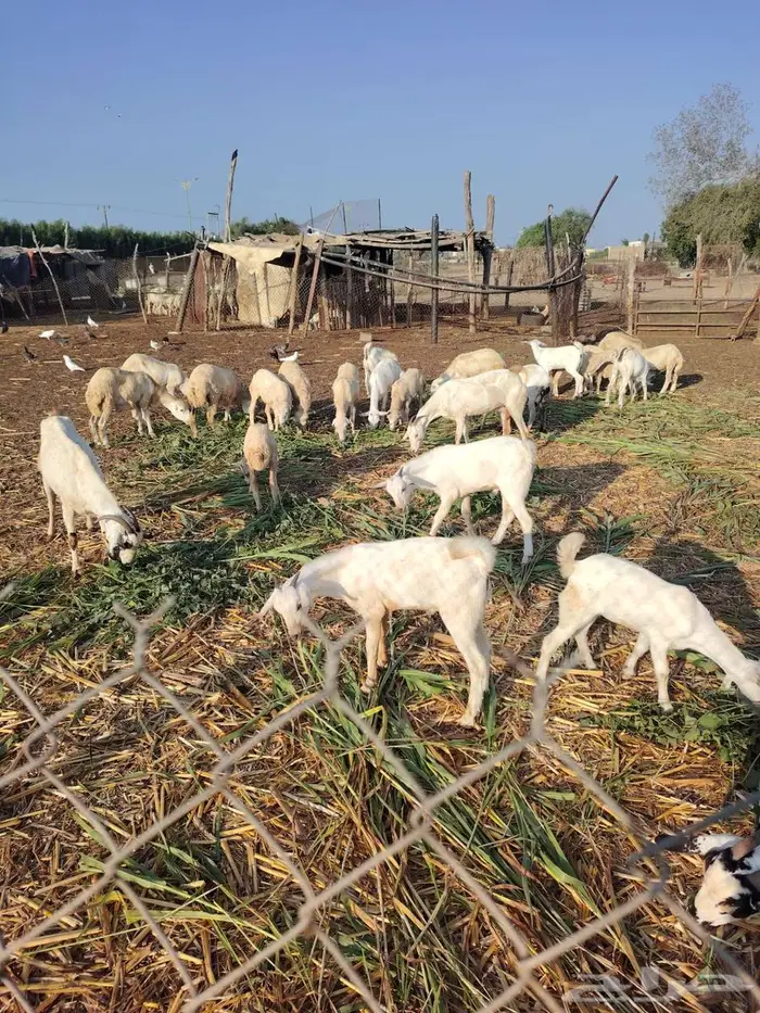 2 تيوس بلدي 4