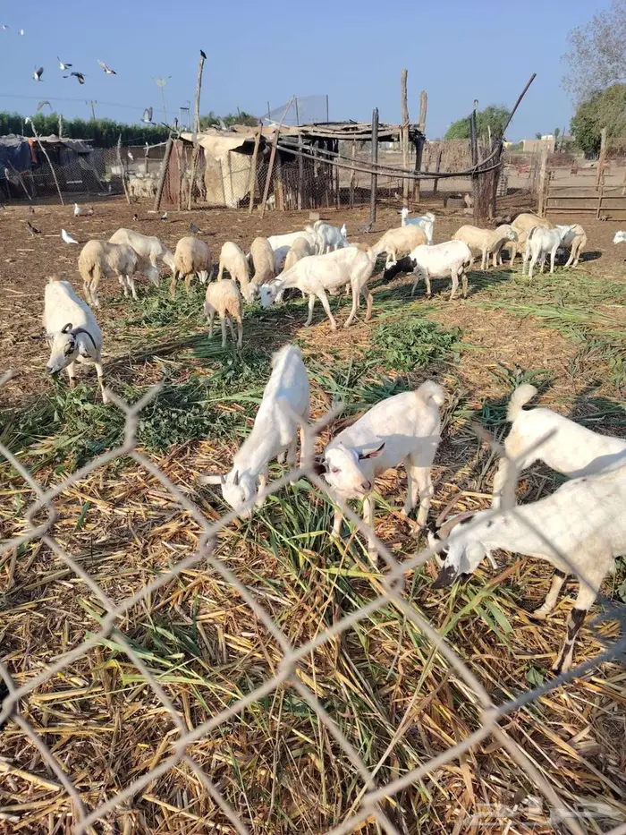 2 تيوس بلدي 5