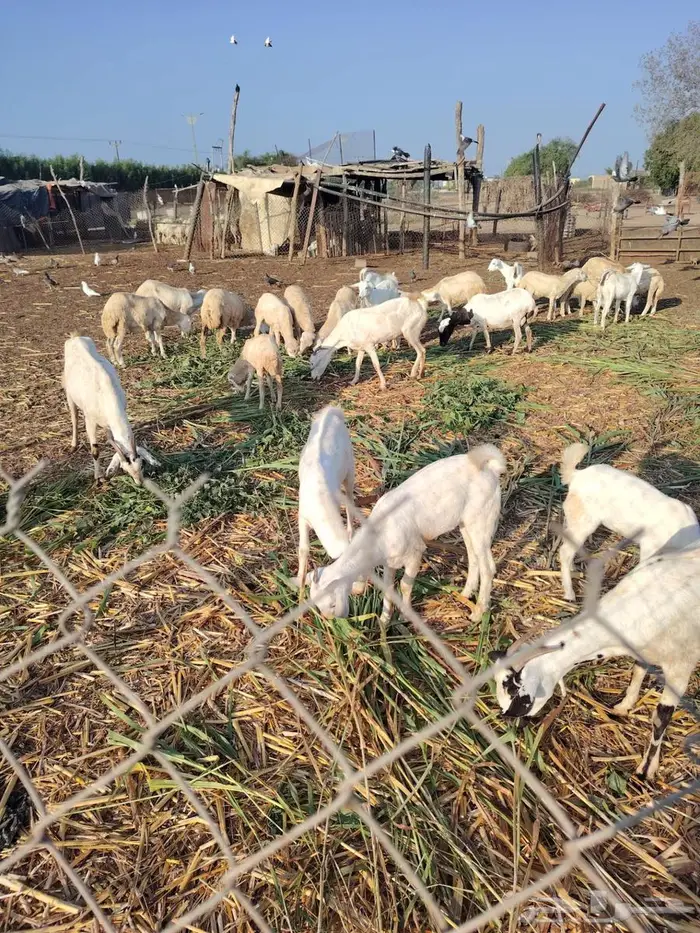 2 تيوس بلدي 3