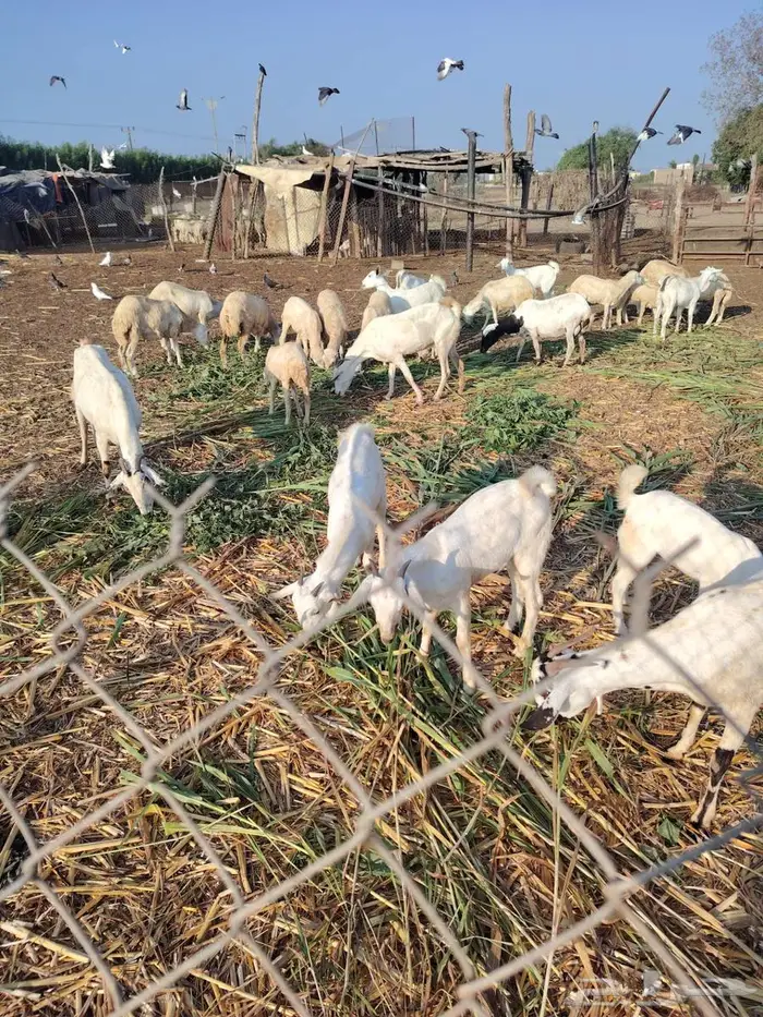 2 تيوس بلدي 1