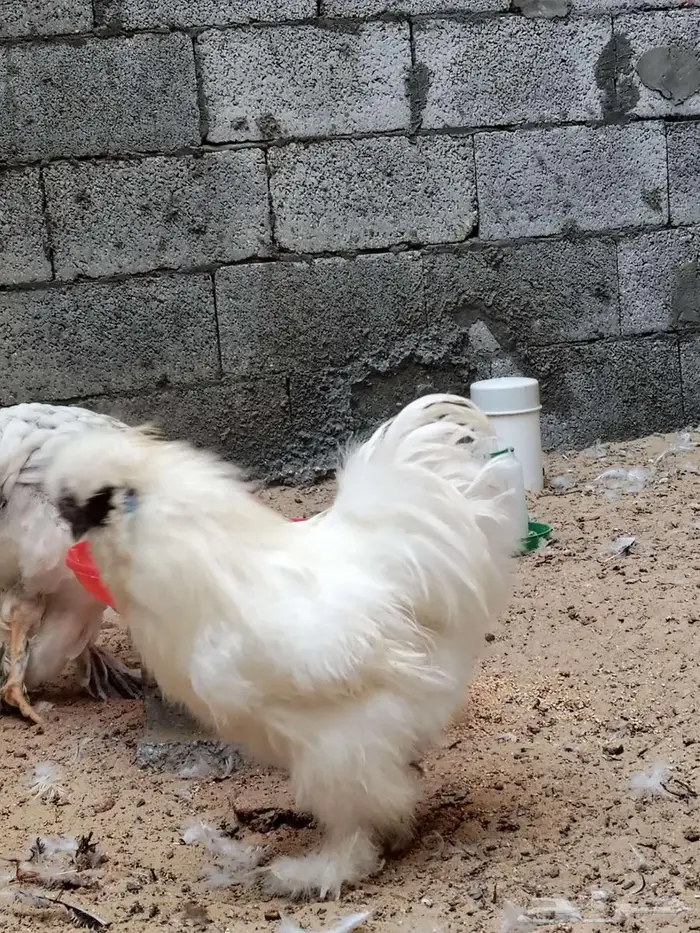 دجاج قطني امريكي نوادر 1