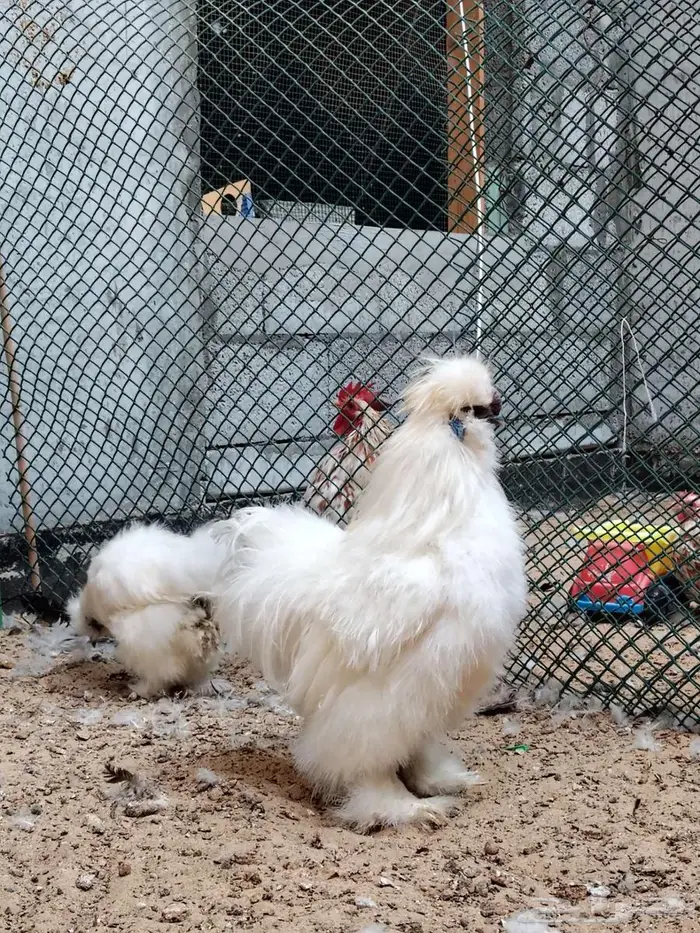 دجاج قطني امريكي نوادر 3