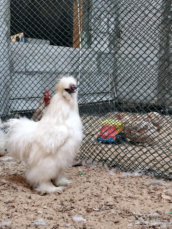 دجاج قطني امريكي نوادر 0