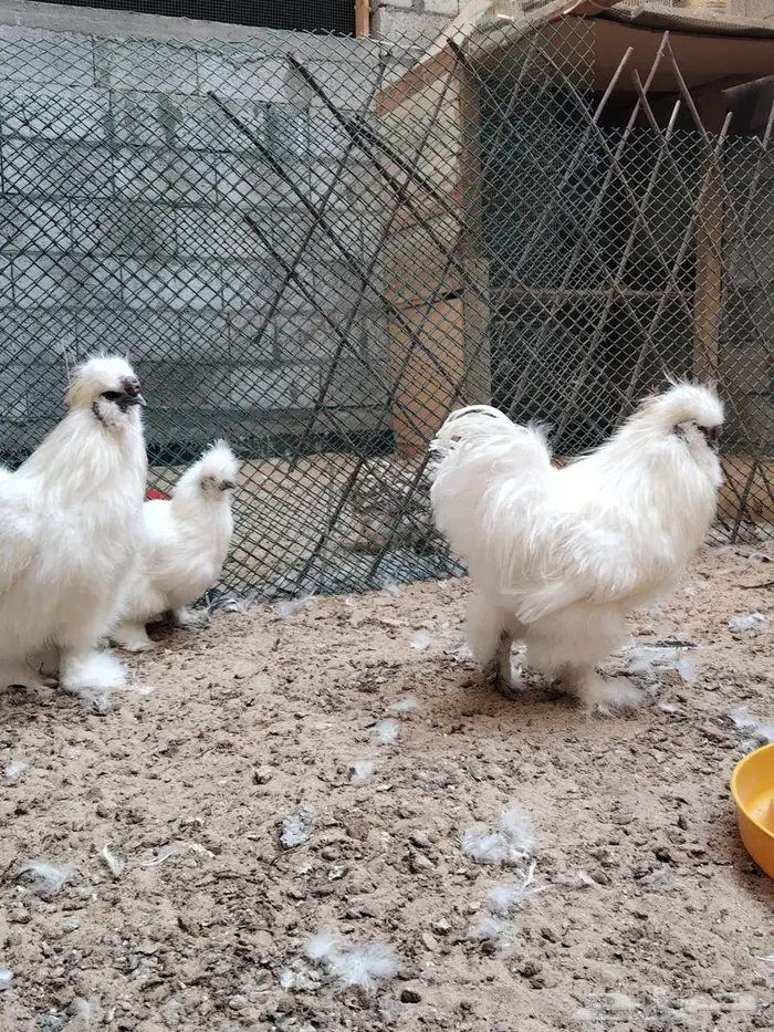 دجاج قطني امريكي نوادر 5