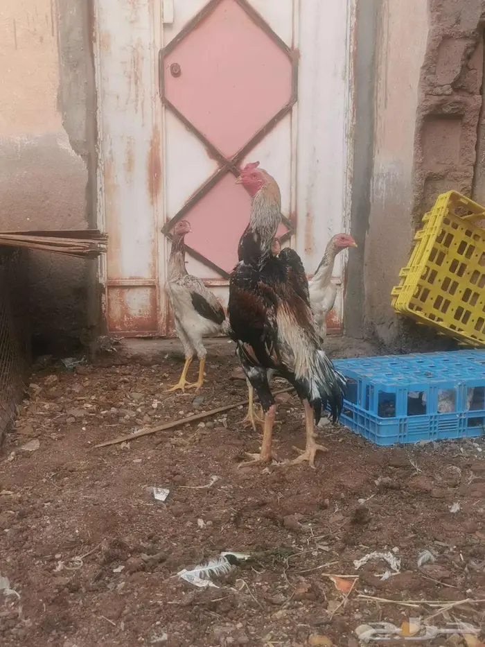 شامو ياباني فواخر 2