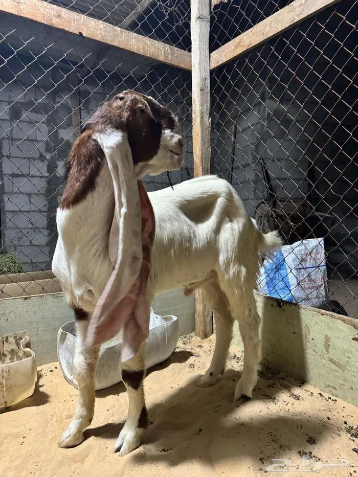 تيس هولندي 0