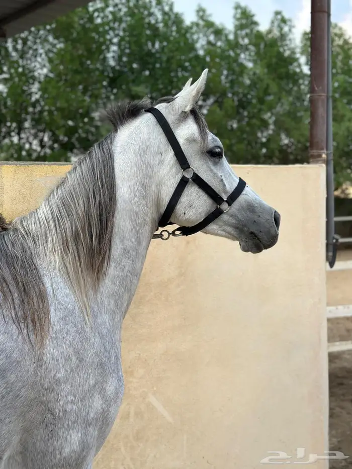 حصان واهو للبيع 2