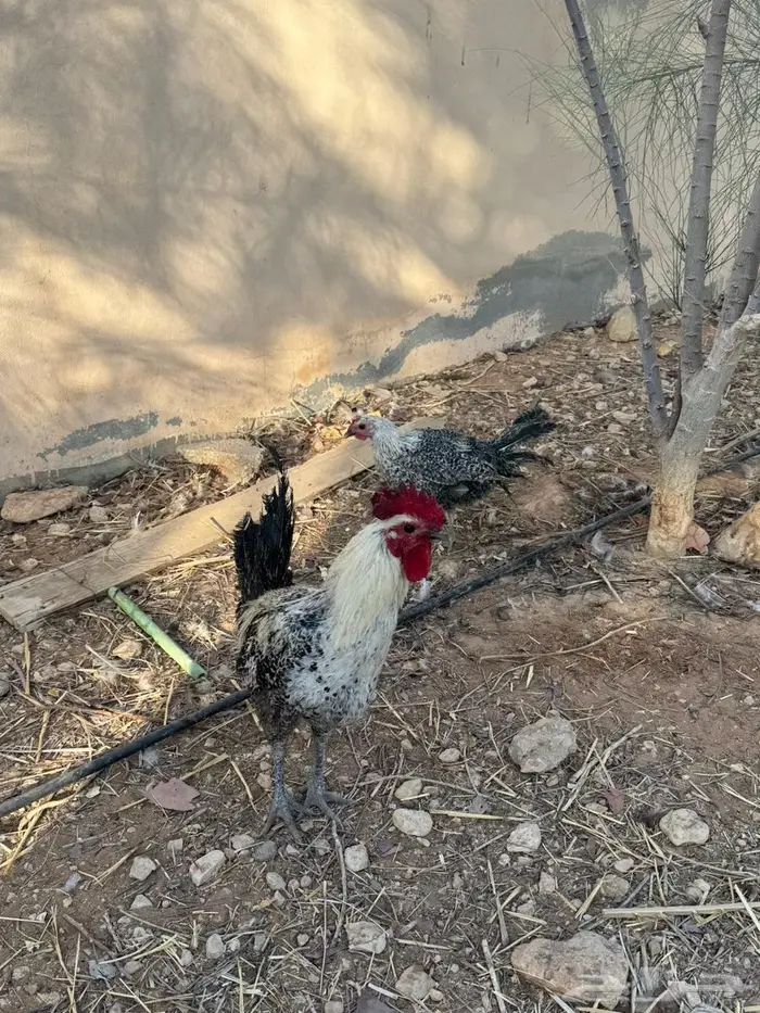 ديك فيومي جروم طيبة 0