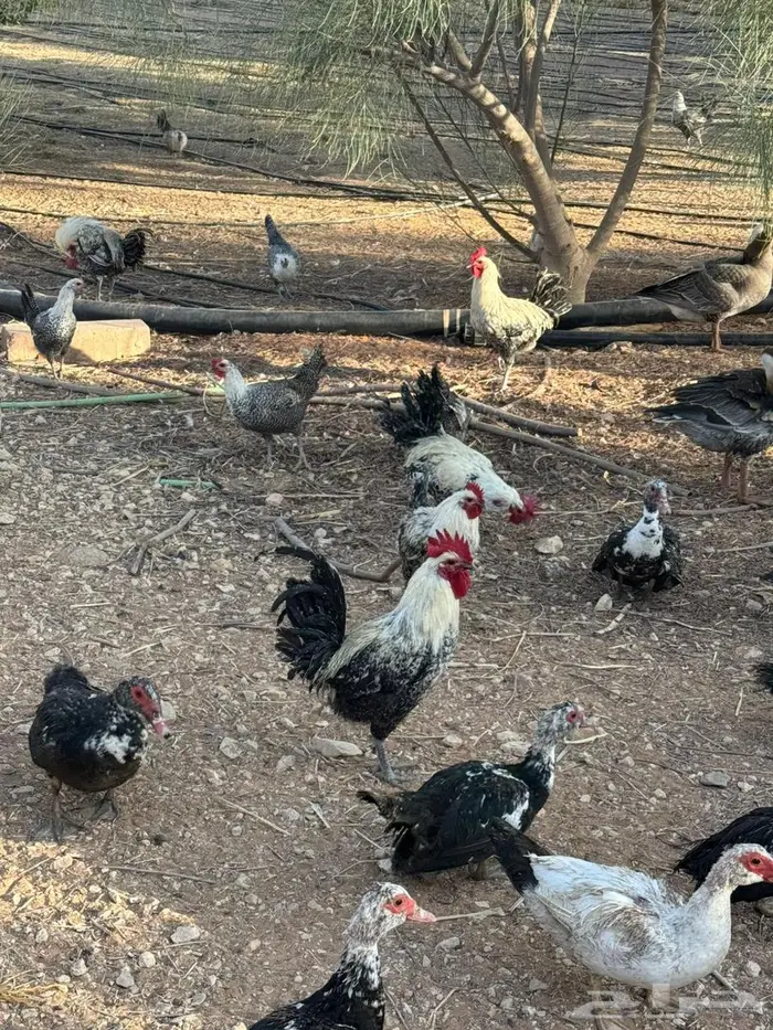 ديك فيومي جروم طيبة 1