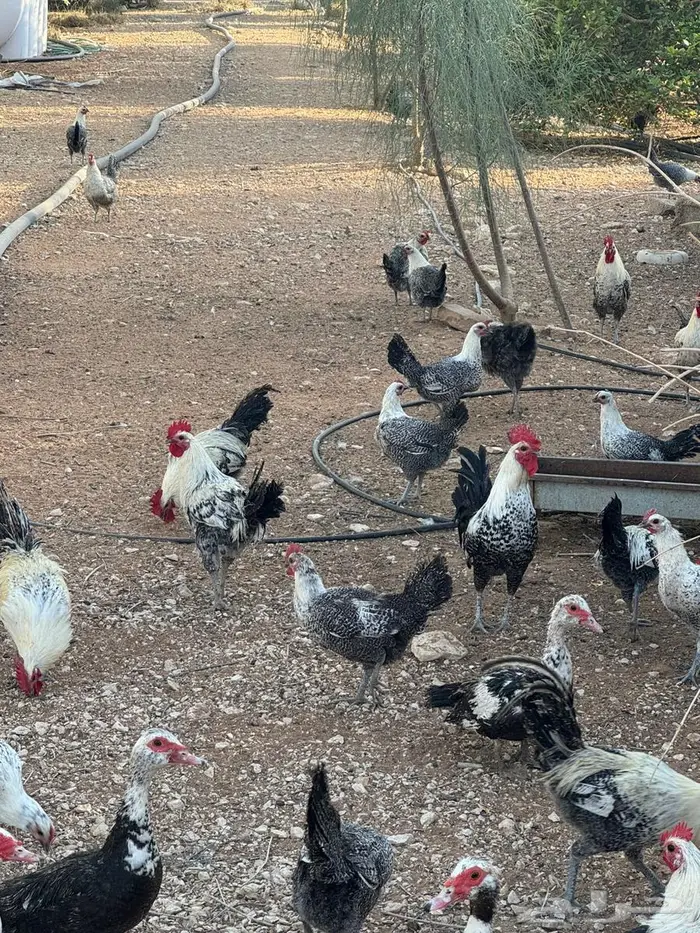 ديك فيومي جروم طيبة 3