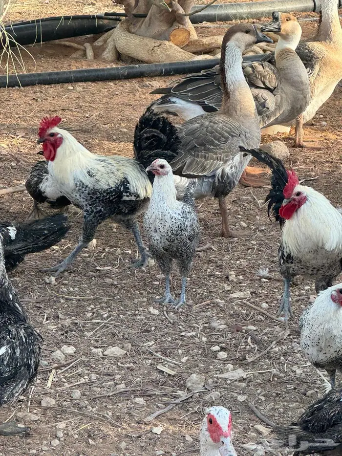 ديك فيومي جروم طيبة 4