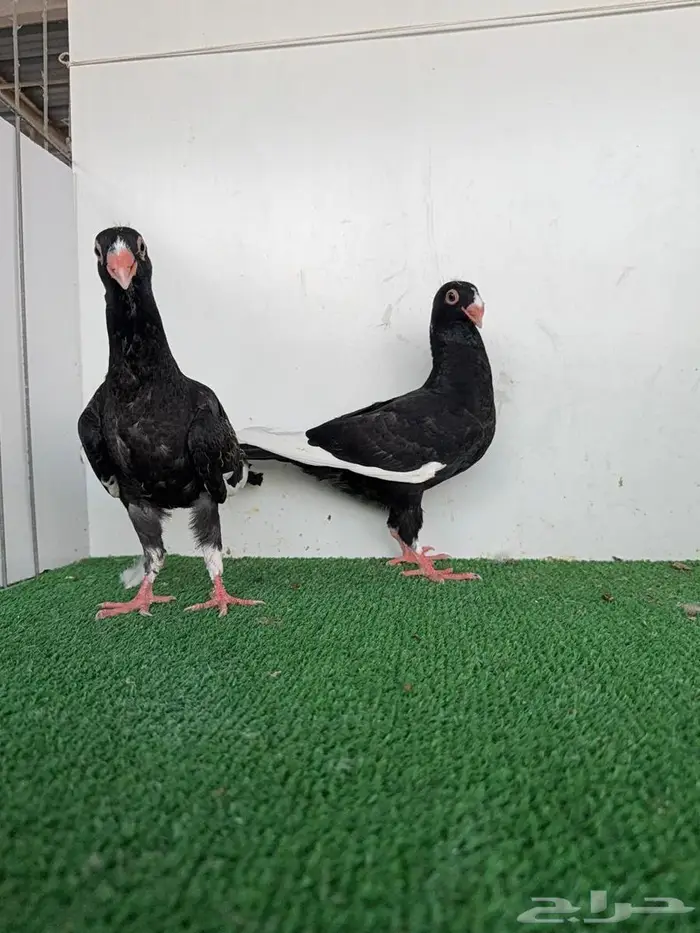 طبة مساويد اسود 1