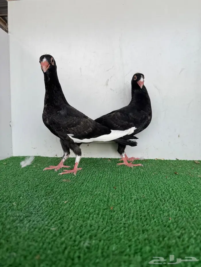 طبة مساويد اسود 0