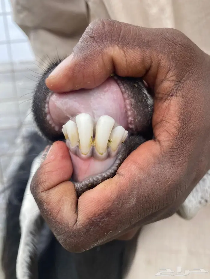 معزاء متاومه 4تحتها 7 الصحه شرط وسن وديس صغار سن 0