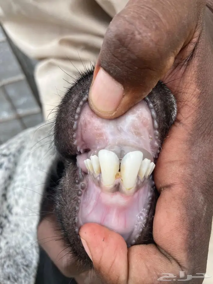 معزاء متاومه 4تحتها 7 الصحه شرط وسن وديس صغار سن 1