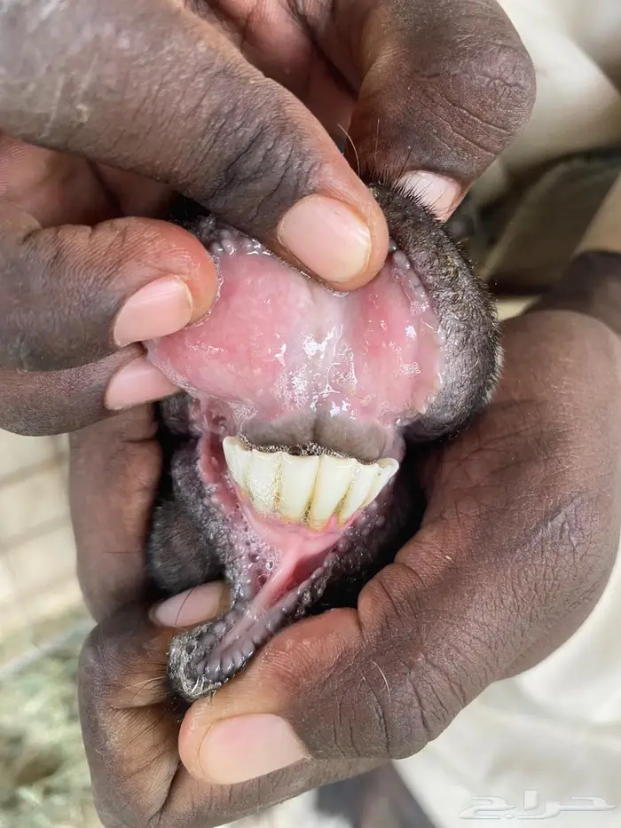 معزاء متاومه 4تحتها 7 الصحه شرط وسن وديس صغار سن 3