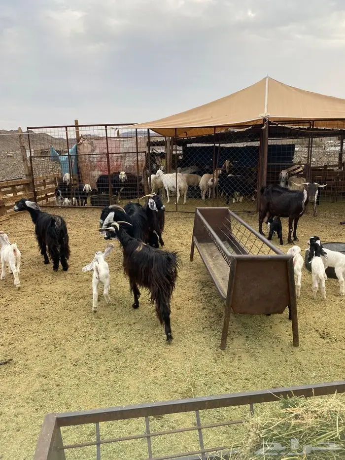 معزاء متاومه 4تحتها 7 الصحه شرط وسن وديس صغار سن 5