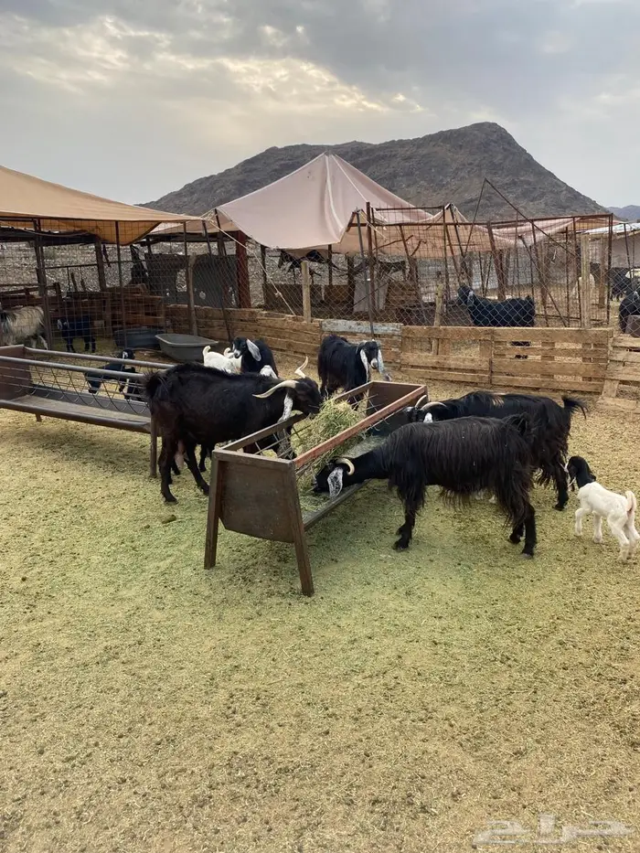 معزاء متاومه 4تحتها 7 الصحه شرط وسن وديس صغار سن 4