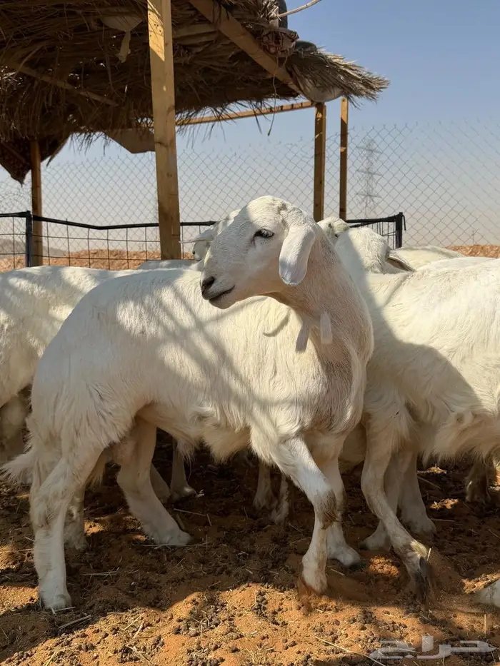 العبدالله للذبايح 3