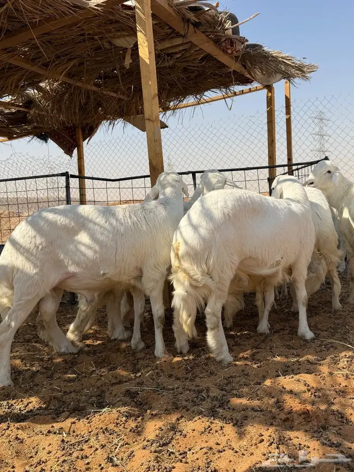 العبدالله للذبايح 4