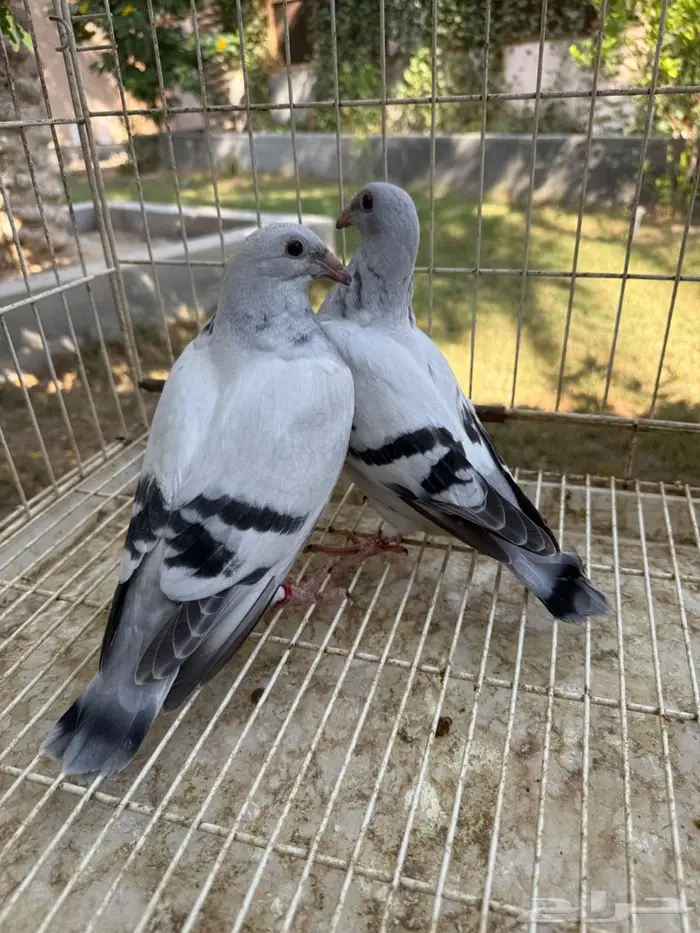 طبه حمام زاجل ايس للبيع 0