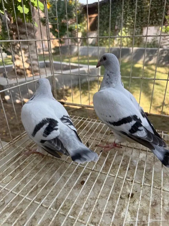 طبه حمام زاجل ايس للبيع 2