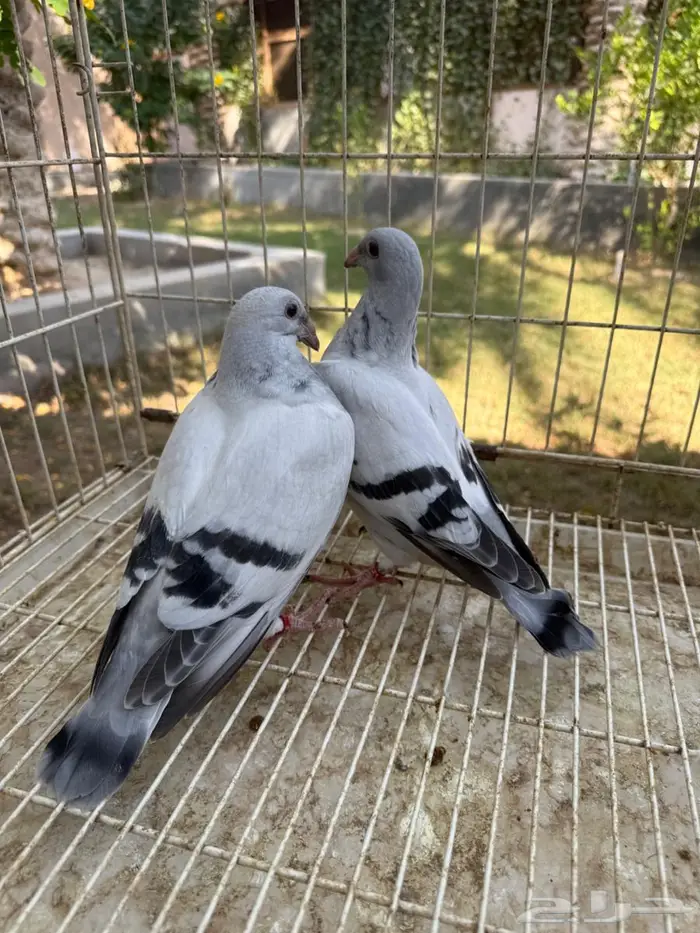 طبه حمام زاجل ايس للبيع 1