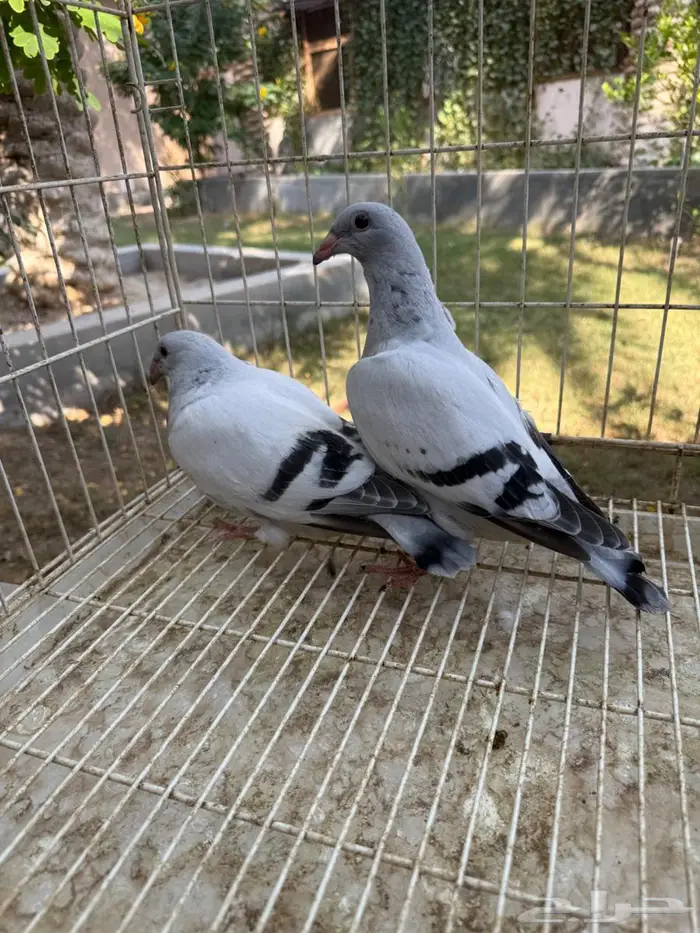 طبه حمام زاجل ايس للبيع 3