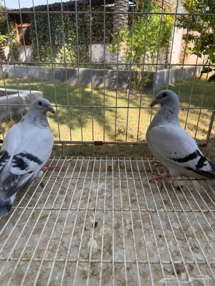 طبه حمام زاجل ايس للبيع 4