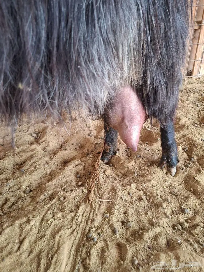 عنز شطرا تحتها توم 0