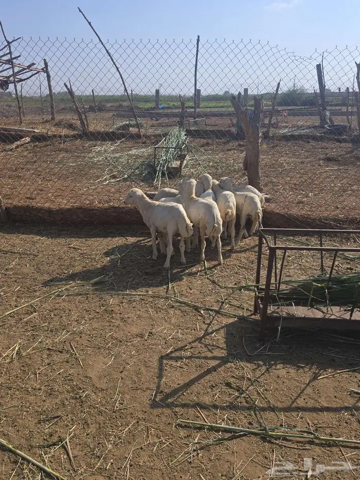 4خرفان و 4 رخال 3