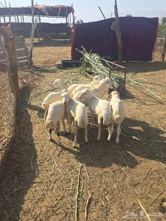 4خرفان و 4 رخال 0