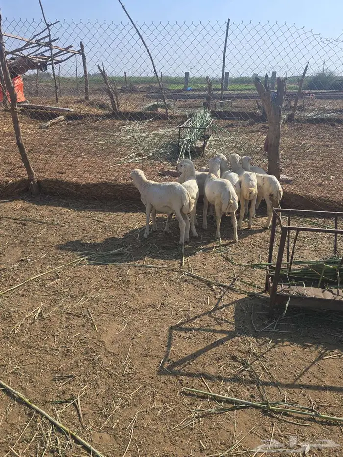 4خرفان و 4 رخال 4