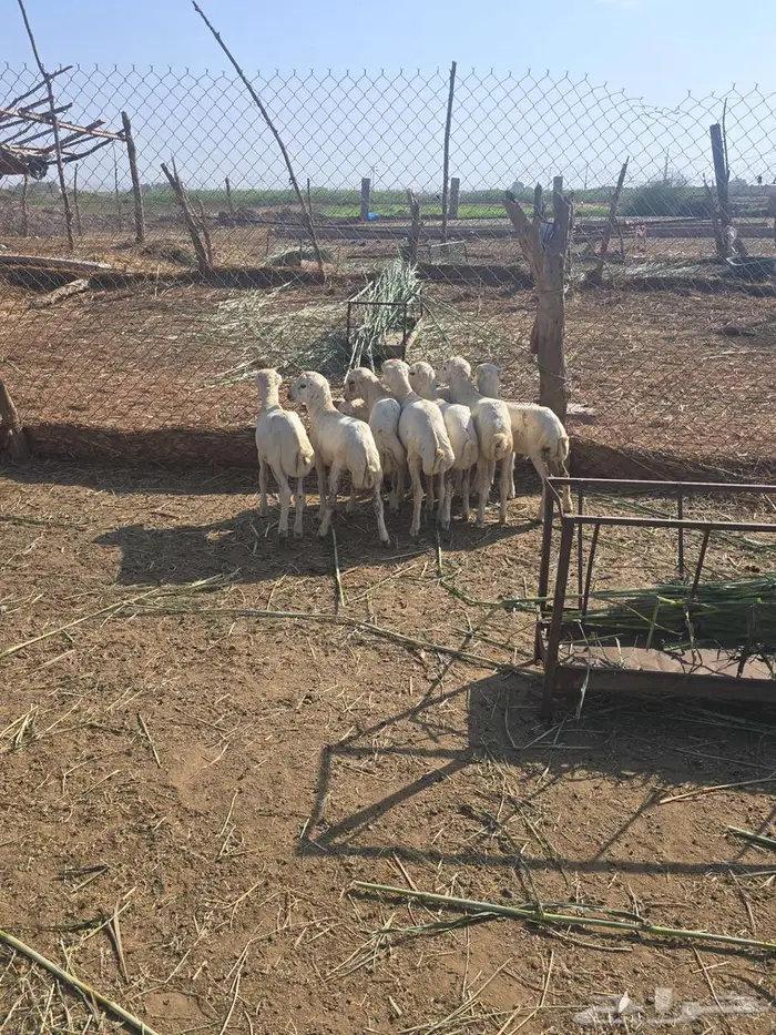 4خرفان و 4 رخال 5