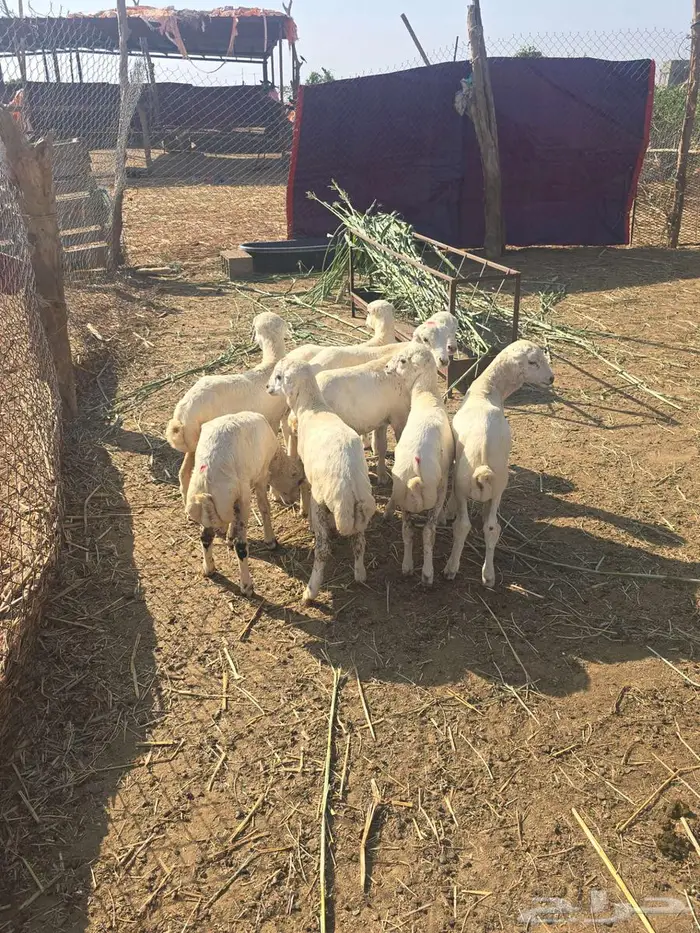 4خرفان و 4 رخال 1