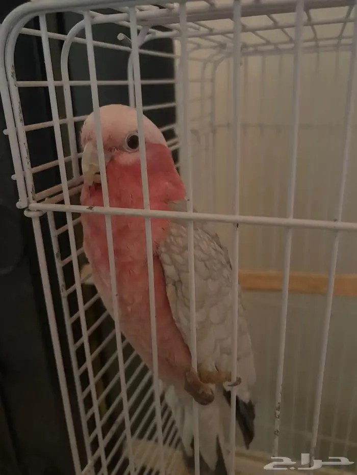 ببغاء كوكاتو 0