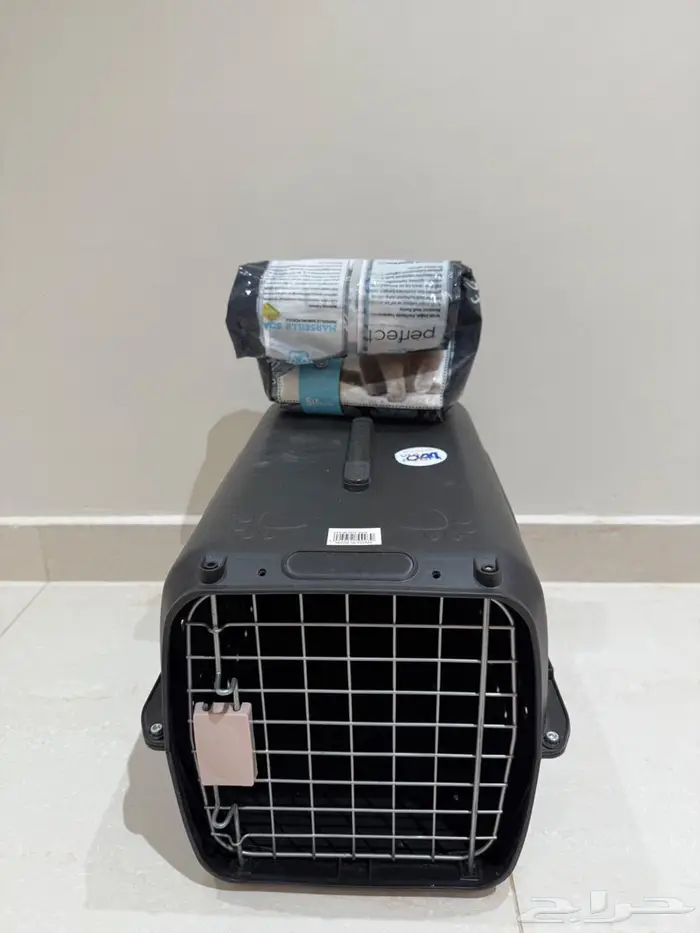 قط شيرازي للبيع كيتن 4