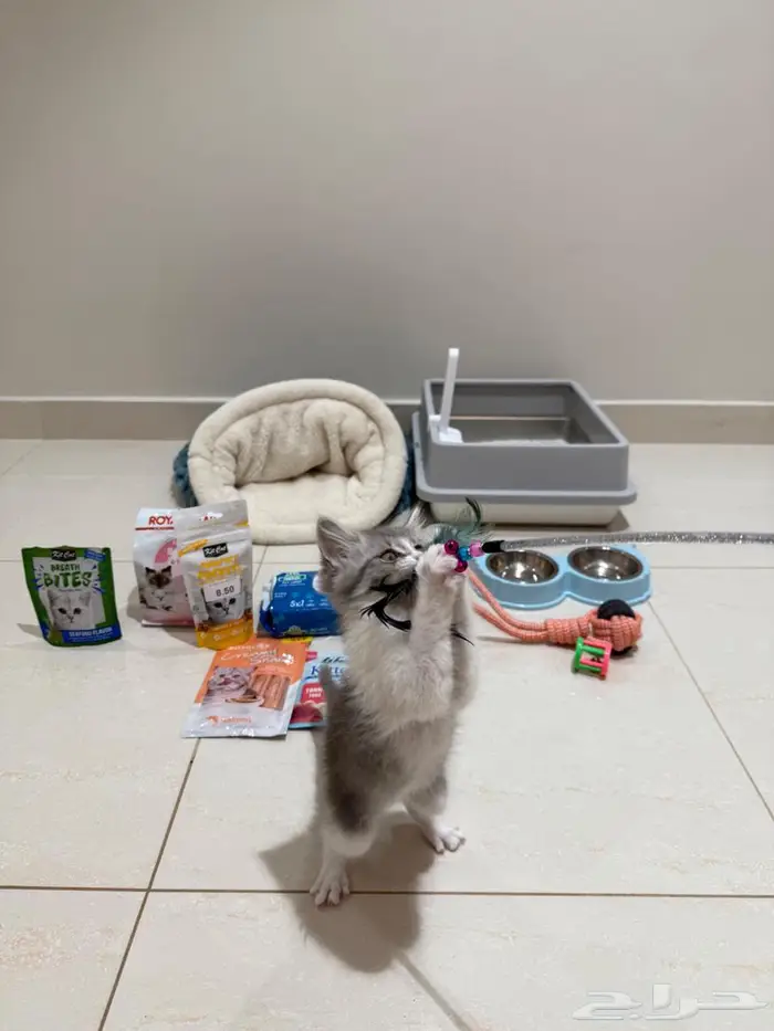 قط شيرازي للبيع كيتن 2