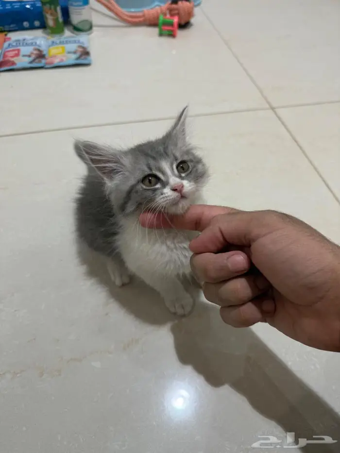 قط شيرازي للبيع كيتن 3