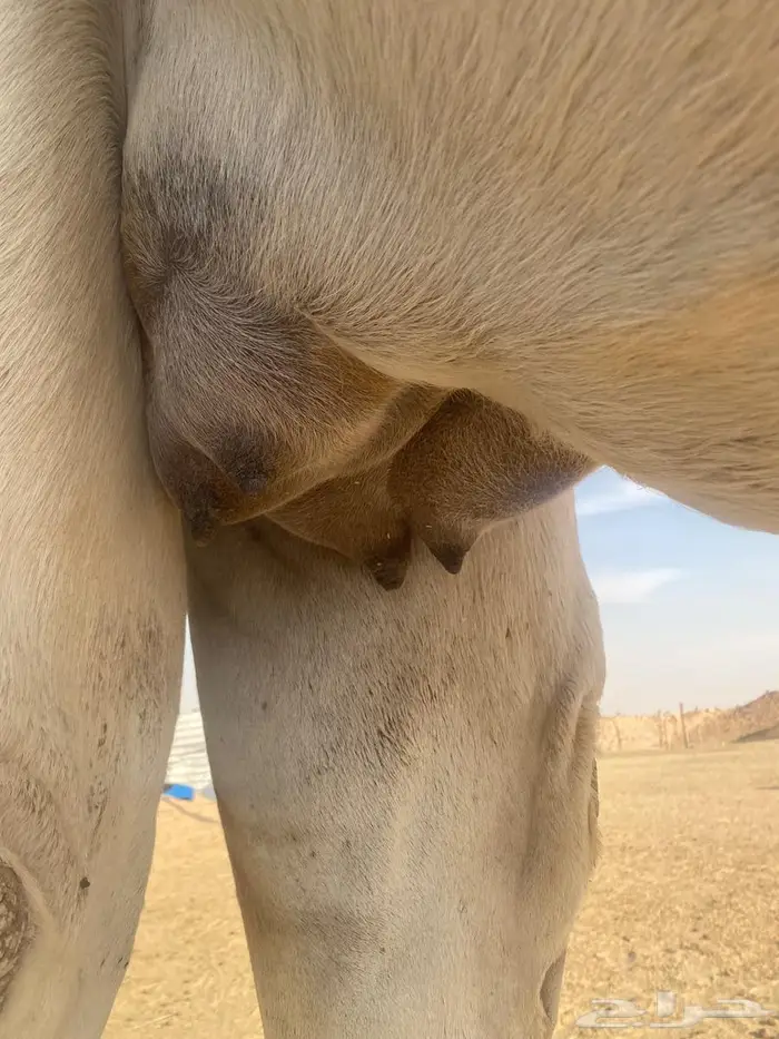 خلفة بكر للبيع 0