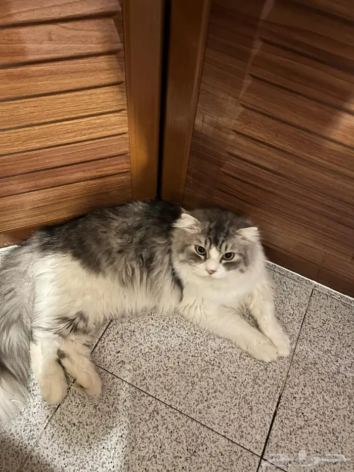 تبني قط شيرازي 1