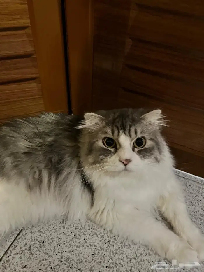 تبني قط شيرازي 0